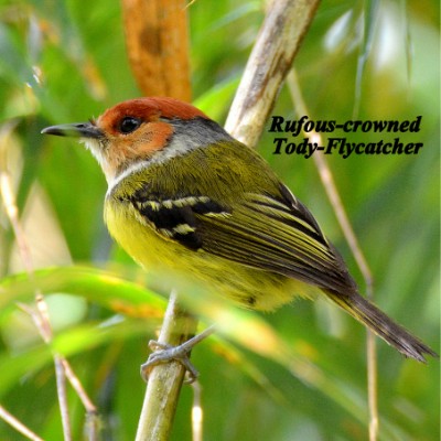 Rufous-crowned Tody-Flycatcher